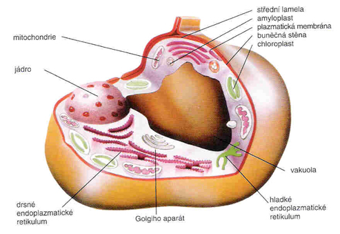 Eukaryotická bunka.jpg